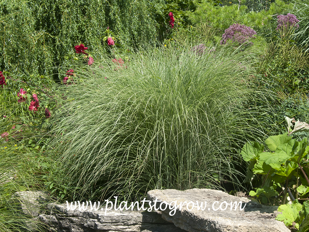 Morning Light Miscanthus (Miscanthus sinensis)
A mature plant with the red flowering Hardy Hibiscus and Eupatorium to the right. .